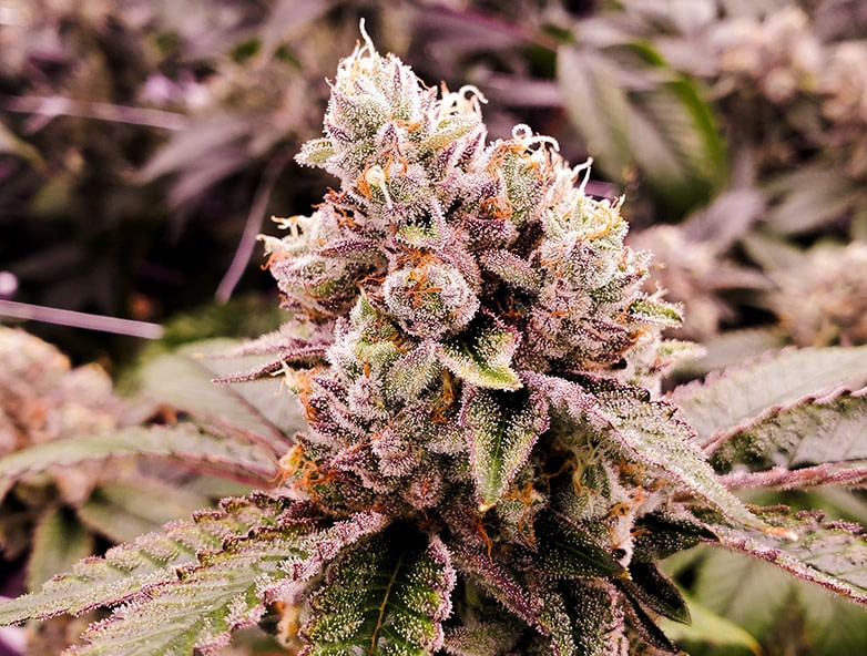 Differences Between Hemp CBD And Cannabis CBD