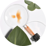 Cannabis Sativa Leaf Extract